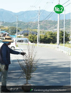 Jc /jiF1.6mOjNo22025.4Be