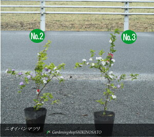 2025.4.14QtEJԒo}c/jICo}c /仁iF0.6`0.8mOj2025.4Be