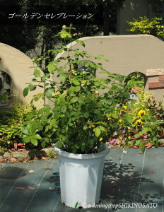 2025.5.2QtycEizoc/KNcS[fEZu[V:Golden Celebration@AF1.2mOE10[2025.5Be