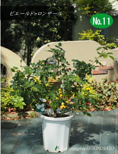 2025.5.2Qtoc/KNEsG[ hD T[:Pierre de Ronsard@No11F1mOE102025.5Be