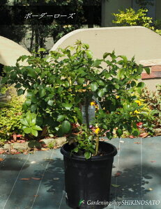 2025.5.2݁AQto/KNiXgx[ACX/{[_[[YjiF0.9mOE10jlG炫2025.5Be