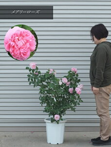 KNc/ocA[E[Y@Mary Rose F1.2mOE102025.5Be