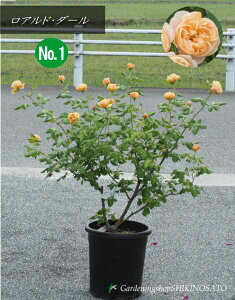 ocCObV[Yoc/KNcAhE_[:Roald Dahl No1i10j2024.4Be