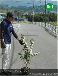 sNƔ̍炫iIIf}EsNhWF~jhNo1iF0.8mOj2025.4Be