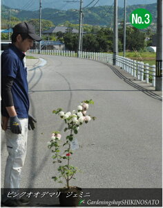 sNƔ̍炫iIIf}EsNhWF~jhNo3C4iF0.8mOj2025.4Be