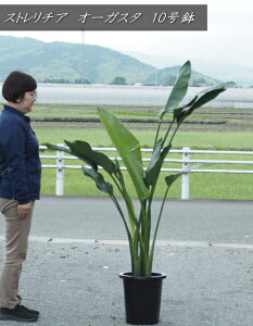 Xg`A/I[KX^@10TCYiF1.6mO܂ށj