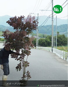 X[Nc[/̖/ނ̂"O[X"No1iF2.5mj2025.5Be