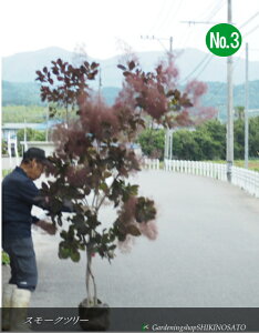 X[Nc[/̖/ނ̂"O[X"No3iF2.4mj2025.5Be