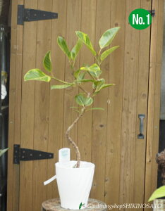 ȂItBJX@AeV}iF0.9mOE6j2025.5Be