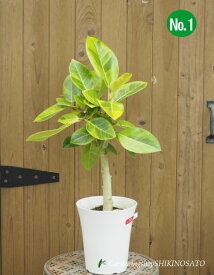 フィカス　アルテシマ（高さ：0.6m内外・6号鉢）2025.5月撮影