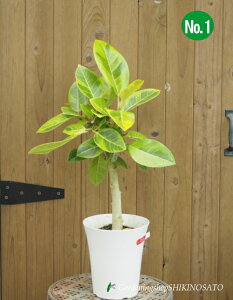 tBJX@AeV}iF0.6mOE6j2025.5Be