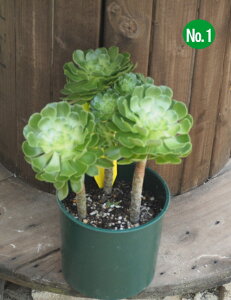 ylCEēׁzTV/@tiF0.4`0.5mOE6j2025.6Be