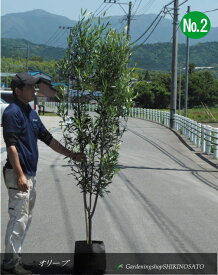 シンボルツリー・目隠しに最適オリーブ/オリーブの木　No2樹高：2m内外2025.6月撮影