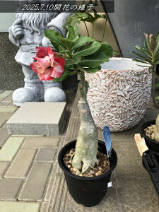 2025.7.10JԒAfjE/Ṽo@dNo3iS0.5mOE5j2025.6Be