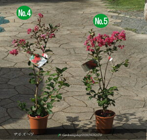 TXx/SghZsNhiF0.7mOj2025.8Be