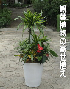 傫TCY@1.2mϗtÅ񂹐A