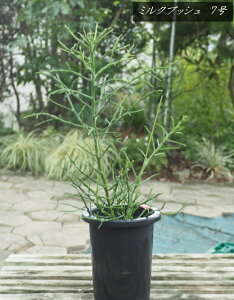 [tHrA@~NubV7iF0.8mOj2025.8Be