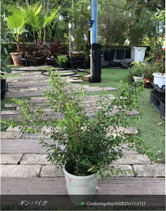 MoCJ/h[t}[g@iF0.5mOj2025.8Be