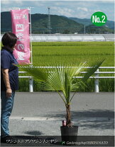 楽天市場】ワシントンヤシ（高さ（植物）71 ～ 130.9cm）の通販