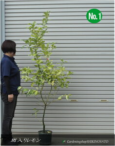背̖/EG/hsNl[h/sNNo1iF1.7mOj2025.9Be