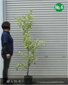 背̖//sN/EG/hsNl[hhږؕcNo4iF1.7mOj2025.9Be
