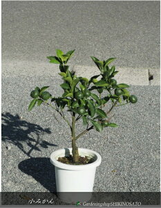 2025.11t݂/݂iF0.5mOj2025.9Be