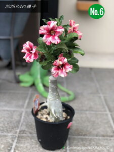 AfjE/̃o@No6iS0.5mOE5j2025.6Be