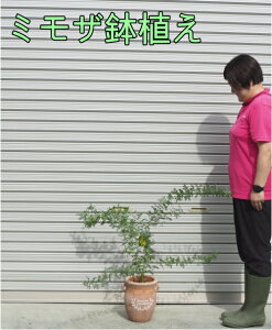 ~UAJVA/MEAJVA/tAJVA@AiF1mOj2025.9Be