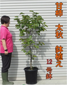 yczÊ`/JL̖/`hHiイjAhF1.6mOE122025.9Be