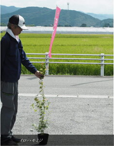 ~W/CnJGf/gt/~WiF0.8mOj2025.9Be