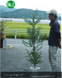 ylC̃AJVAׁzp[AJVA/AJVA No2iF1.5mOj2025.9Be