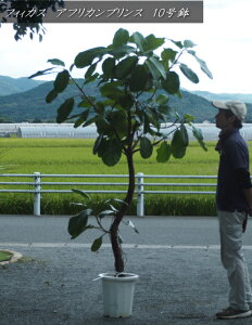 󏭎EʗʂȂitBJX@AtJvX@ȂiF1.8mOE10j2025.10Be