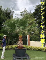 楽天市場】ワシントン ヤシの通販