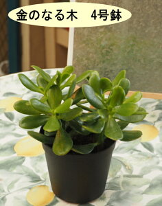 ̂Ȃ؁iԌj/AAJlmiLF0.3mOi܂ށj42025.9Be