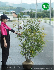 W[x[/Wx[h}L[hiF1.4mOj2025.9ڌBe