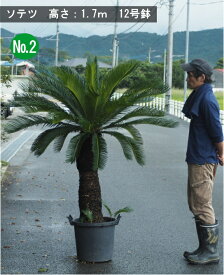 【現品】ボリュームありソテツ/蘇鉄　（全体の高さ：1.7m内外）12号鉢2025.9月撮影