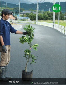 kcc@ӔM/΂؂/ڂF1.2mO2025.11Be