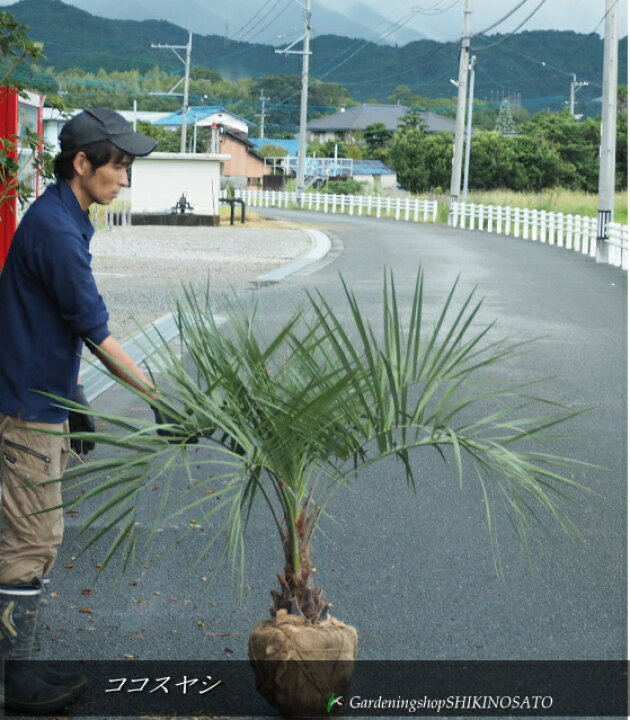 楽天市場】【現品】ココスヤシ/やし（樹高：1.2m内外・幅：約130cm 