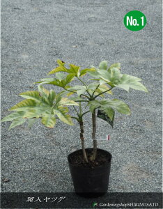 yz胄cf No1iF0.5mOj2025.5Be