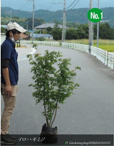 Cn~W/CnJGf/gt/~WiF1.5mOj2025.9Be