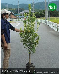 2025.9t背̖//EG/hsNl[h/sNiF1.5mOj2025.9Be