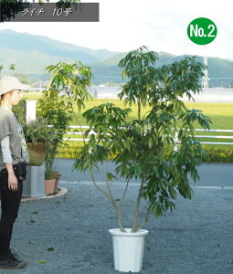 yczŷȂ؁zC`/CV/炢@ʉו(ق)No2iŜ̍F1.7mOE10j2025.79Be