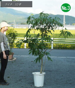 yczŷȂ؁zC`/CV/炢@ʉו(ق)No3iŜ̍F1.7mOE10j2025.79Be