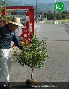 TJL/iF1.3mOj2025.9Be