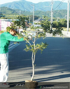 y킢炵Ɣgtz}~/ԃsNniF1.7mOj2025.10Be