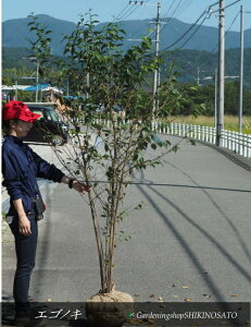 GSmLiF1.8mOj20245.10Be