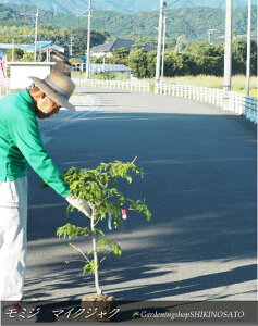 Ei}CNWNji~WEJGfށjiF0.8mOj2025.10Be