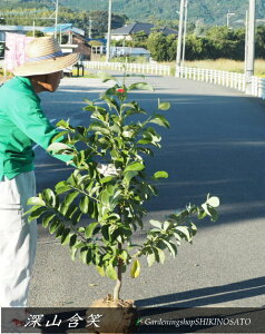 [R܏/~}KVEiF1.3mOj2025.10Be