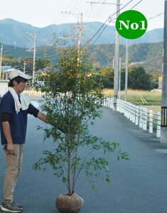 󏭎E傫TCYgLGS/΃GSmLNo1C2iF1.8.mOj2025.10Be