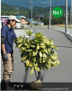 AIL//AIL؁iAILo/ؗtjTo[XgiF1.2mOj2025.10Be